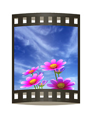 Image showing Beautiful Cosmos Flower against the sky. 3D illustration.. The f