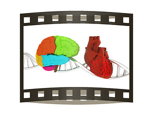 Image showing DNA, brain and heart. 3d illustration. The film strip