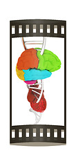 Image showing DNA, brain and heart. 3d illustration. The film strip