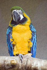 Image showing Blue-and-yellow Macaw perching on branch