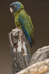 Image showing Blue-headed Macaw parrot