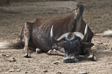 Image showing Wildebeest