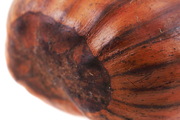 Image showing fresh edible chestnut