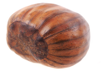 Image showing fresh edible chestnut