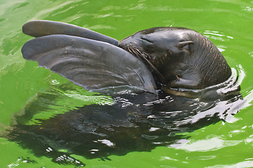 Image showing Northern fur seal with screwed-up eyes and fore flippers up