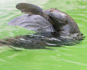 Image showing Northern Fur Seal