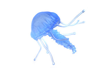 Image showing blue jellyfish isolated
