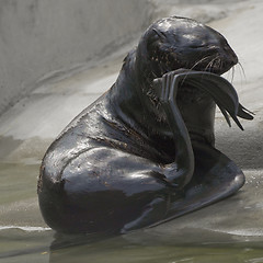 Image showing Northern seal strike in pose of thinker