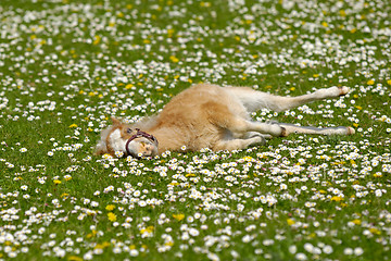 Image showing Horse foal resting on flower field