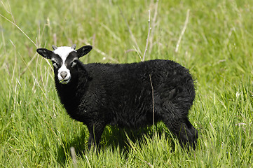 Image showing Black sheep