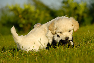 Image showing Puppy dogs are playing and fighting