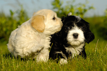 Image showing Black and white puppy dogs