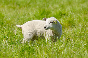 Image showing Lamb