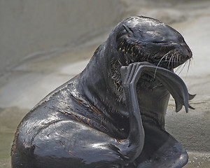 Image showing thoughtful seal