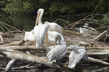 Image showing pelicans nesting