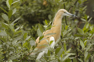 Image showing Squacco Heron