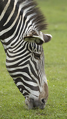 Image showing Grevy's Zebra