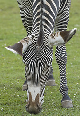 Image showing Grevy's Zebra head