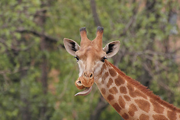 Image showing giraffe