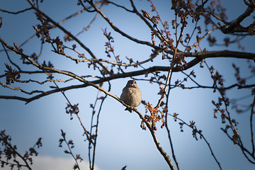 Image showing Bird in a Tree