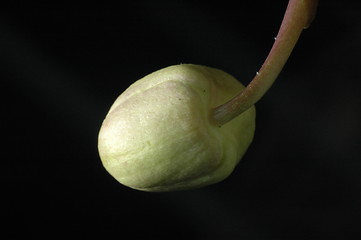 Image showing bud 