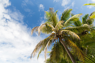 Image showing palm trees over blue sky