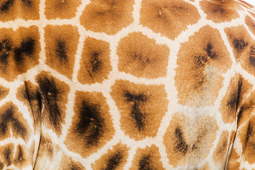 Image showing close up of giraffe skin pattern