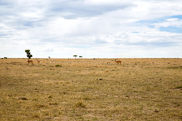 Image showing group of gazelles grazing in savannah at africa