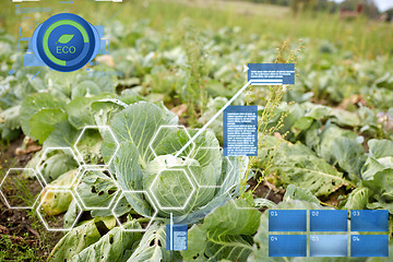 Image showing cabbage growing on summer garden bed at farm