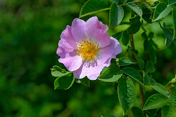 Image showing The Rosehip flower