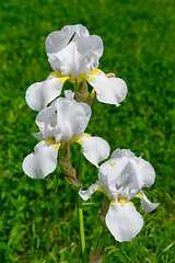 Image showing The white iris flower