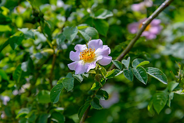 Image showing The Rosehip flower