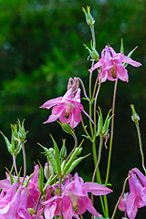 Image showing The flowers Aquilegia