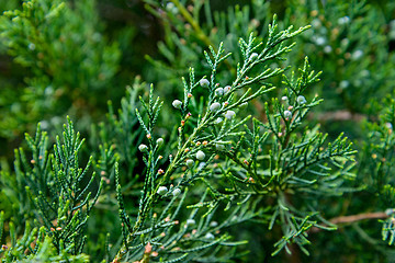 Image showing The juniper berries