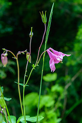 Image showing The flowers Aquilegia