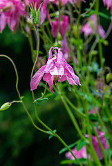 Image showing The flowers Aquilegia