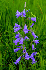Image showing The bellflower Siberian