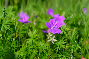 Image showing Flowers a wild geranium