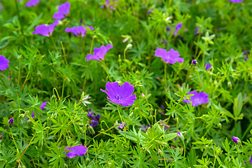 Image showing Flowers a wild geranium