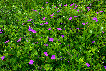Image showing Flowers a wild geranium