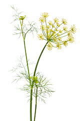 Image showing flowers of dill on white background