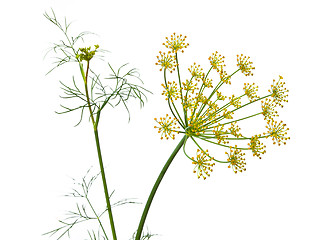 Image showing flowers of dill