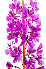 Image showing flowers of Willow-herb (Ivan-tea), closeup