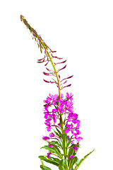 Image showing flowers of willow-herb (Ivan-tea)