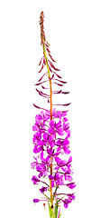 Image showing Willow-herb (Ivan-tea)