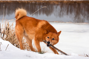 Image showing playing finnish spitz