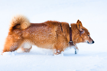 Image showing dog is looking for a trail in the snow