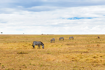 Image showing zebras grazing in savannah at africa