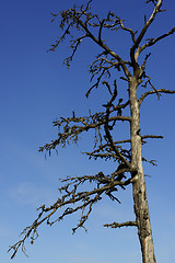 Image showing dead tree against a blue sky