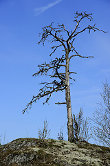 Image showing dead tree on a rock